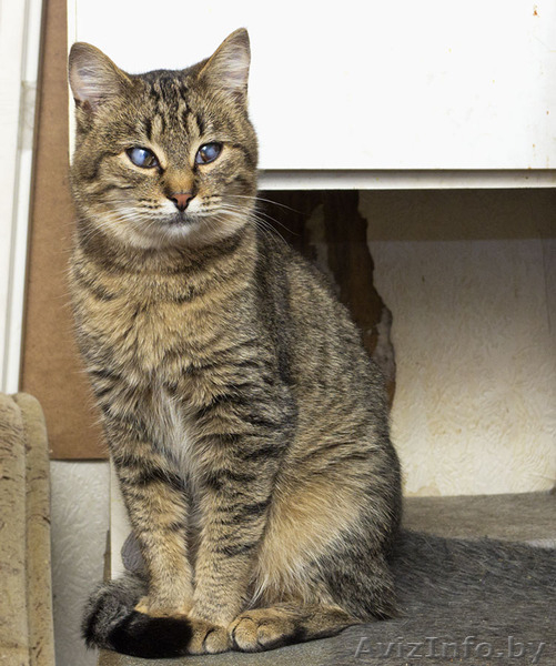 Котик. Его нужно спасать !!! - Изображение #2, Объявление #829999