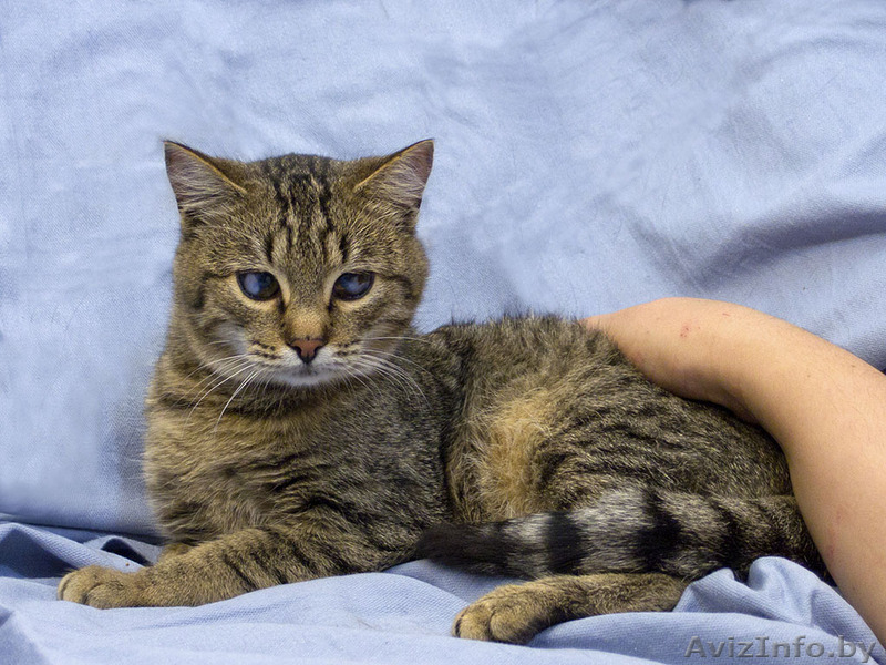 Котик. Его нужно спасать !!! - Изображение #1, Объявление #829999