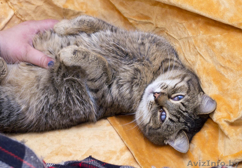 Котик. Его нужно спасать !!! - Изображение #3, Объявление #829999