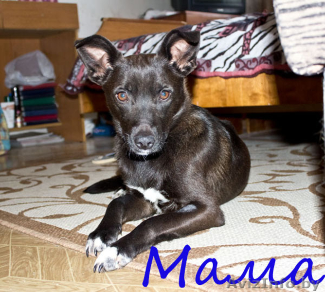 Маленькие звездочки ищут хозяев!  - Изображение #10, Объявление #829894