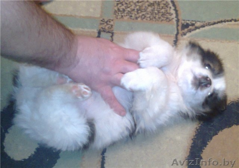 Щенок (мальчик) в добрые руки - Изображение #2, Объявление #827492