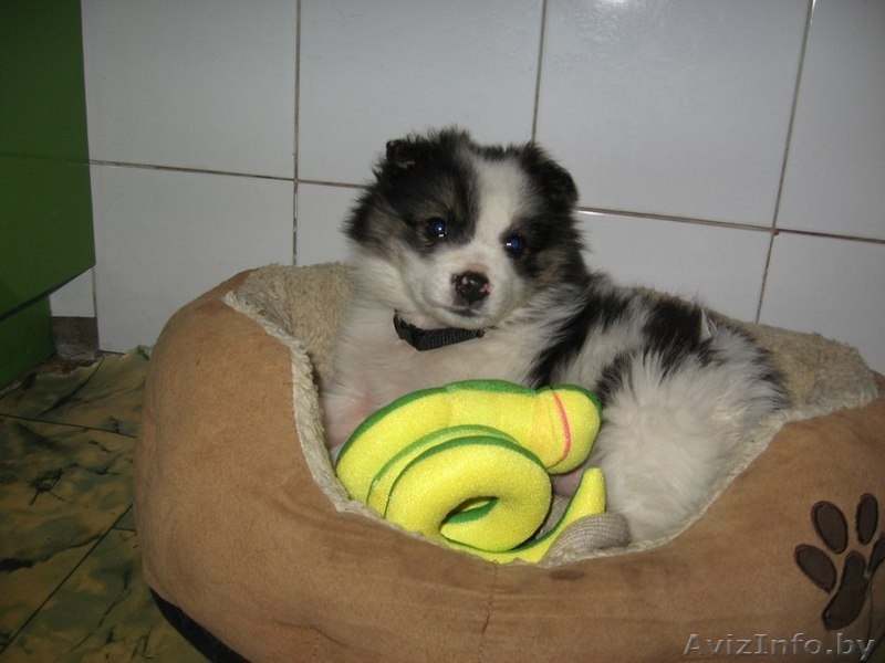 Щенок (мальчик) в добрые руки - Изображение #3, Объявление #827492