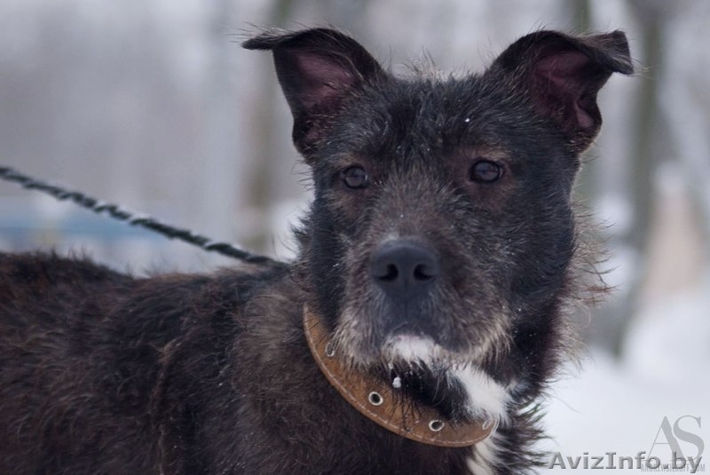 годовалая собачка-инвалидик ищет хозяев!!! - Изображение #5, Объявление #816121