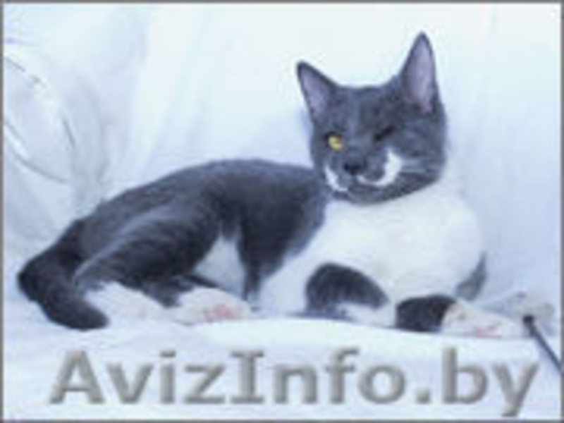 Ириска - дымчатое чудо. В дар!  - Изображение #4, Объявление #727481