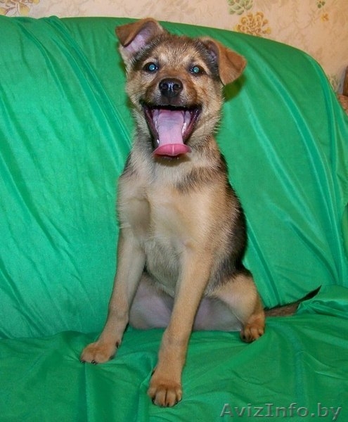 Замечательный щеночек (мальчик) в дар в добрые руки.  - Изображение #2, Объявление #823698