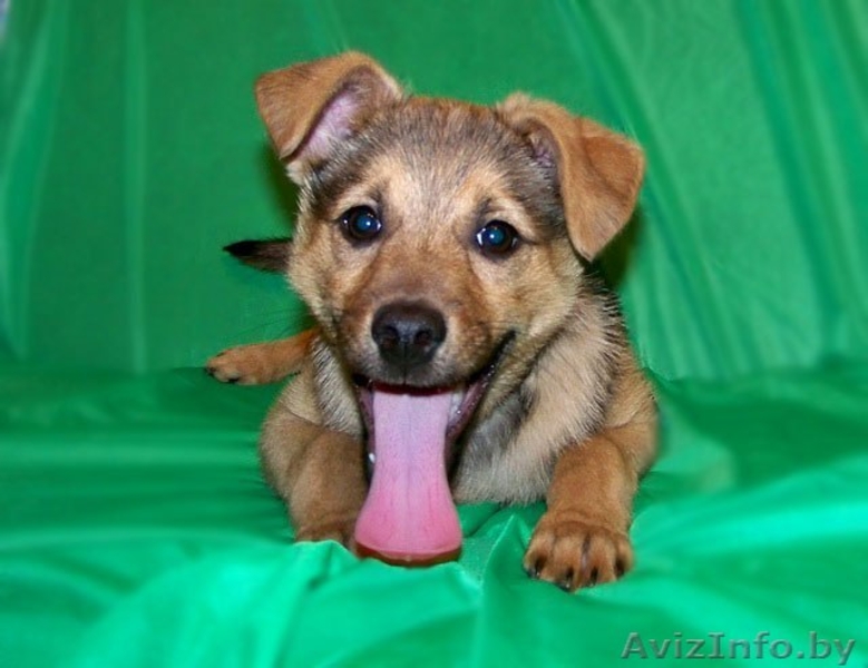 Замечательный щеночек (мальчик) в дар в добрые руки.  - Изображение #1, Объявление #823698