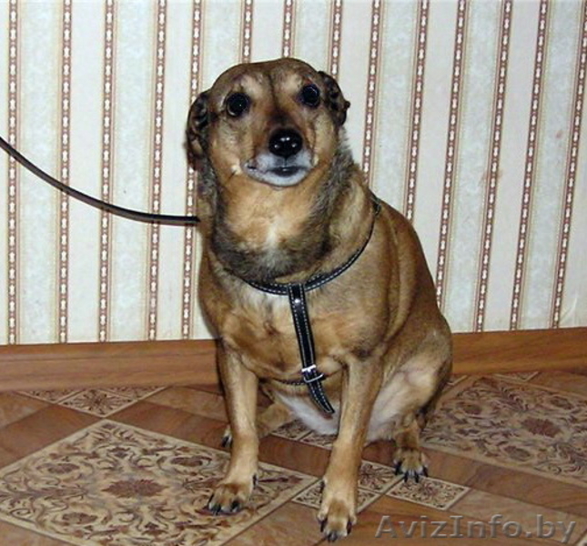 Феона ищет хозяина! - Изображение #1, Объявление #816157