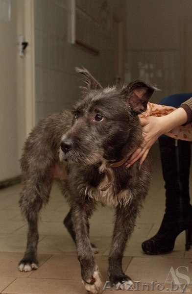 годовалая собачка-инвалидик ищет хозяев!!! - Изображение #6, Объявление #816121