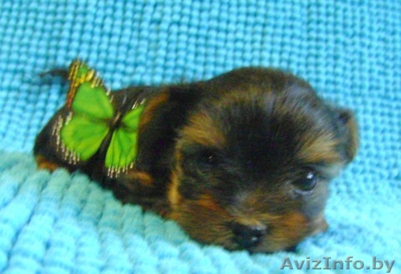Элитные Супер-мини щенки Йоркширского терьера - Изображение #2, Объявление #825132