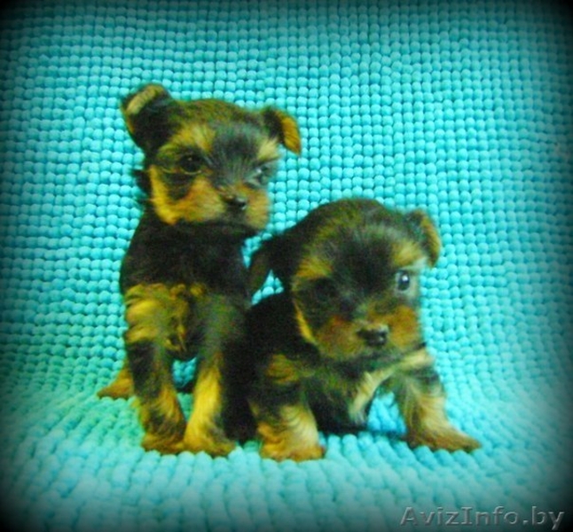Элитные Супер-мини щенки Йоркширского терьера - Изображение #1, Объявление #825132