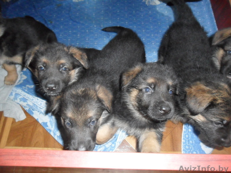 Породистые щенки овчарки - Изображение #2, Объявление #816553