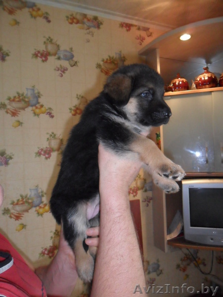 Породистые щенки овчарки - Изображение #3, Объявление #816553