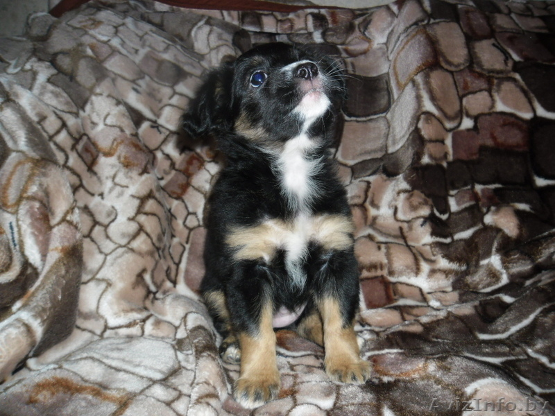 отдам щенка в дар - Изображение #3, Объявление #823481