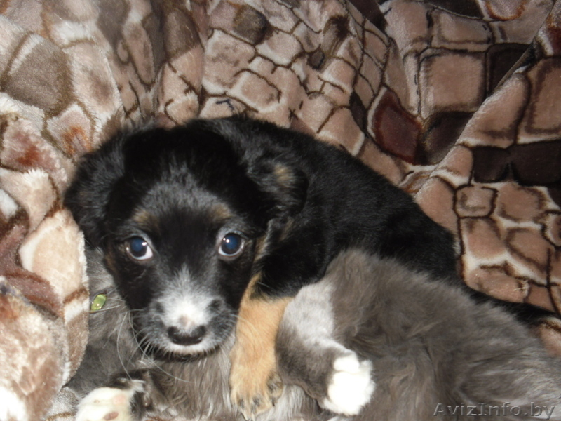 отдам щенка в дар - Изображение #4, Объявление #823481