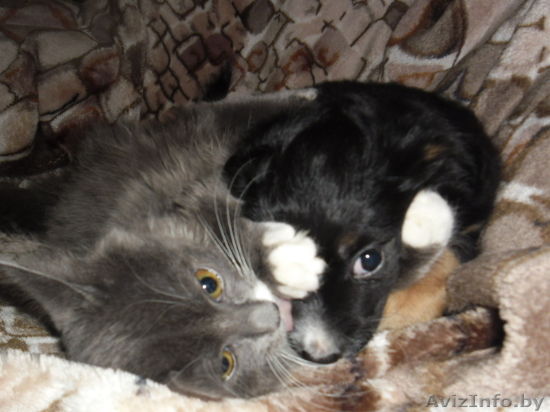 отдам щенка в дар - Изображение #5, Объявление #823481