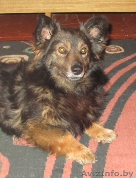 Малыш Купер ищет себе хозяина и не просто хозяина, а лучшего в мире! - Изображение #1, Объявление #823105