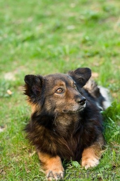 Малыш Купер ищет себе хозяина и не просто хозяина, а лучшего в мире! - Изображение #2, Объявление #823105