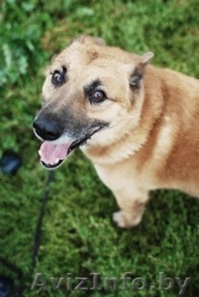 Кунак. Взрослый пес, 6 лет. 50-55 см в холке. В дар.  - Изображение #3, Объявление #816728