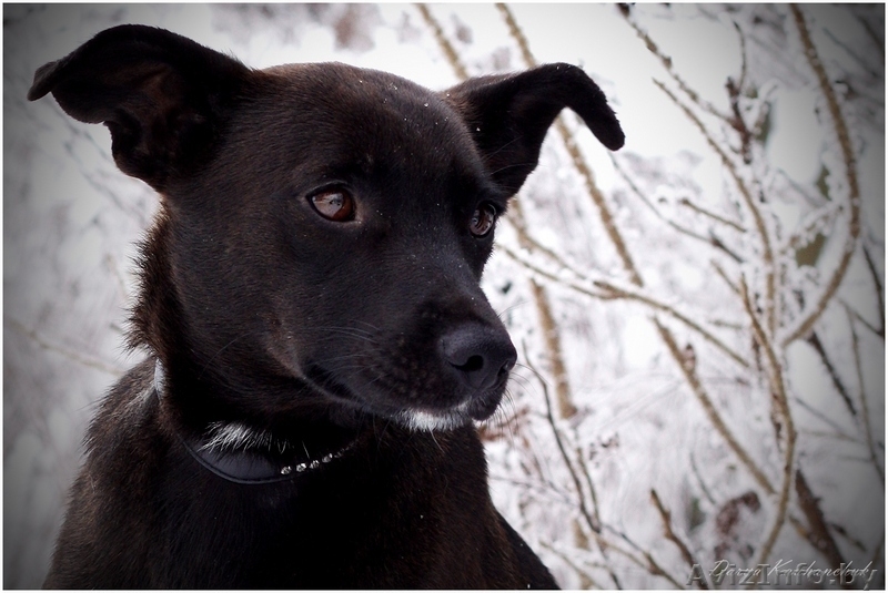 Тайра – молоденькая изящная собачка в дар!  - Изображение #10, Объявление #836534