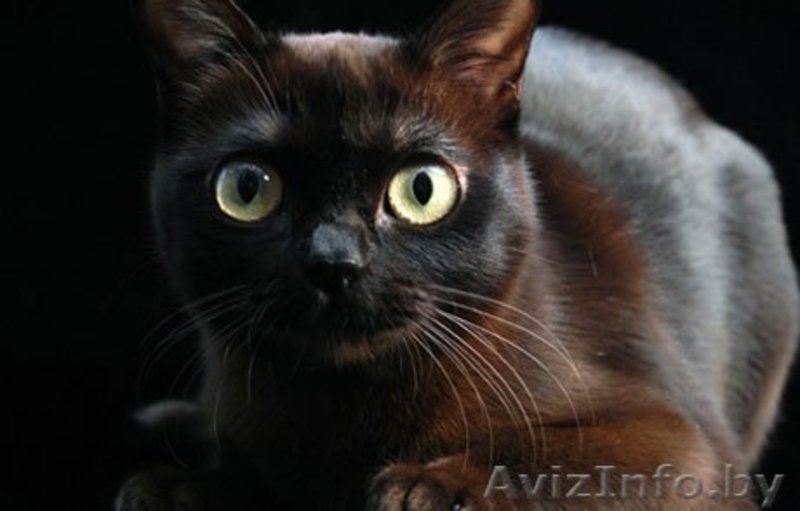 Кошечка в бархатной шубке а-ля Бурма в дар! - Изображение #1, Объявление #843550