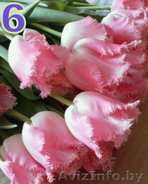 Тюльпаны к 8 Марта в Минске - Изображение #9, Объявление #840701