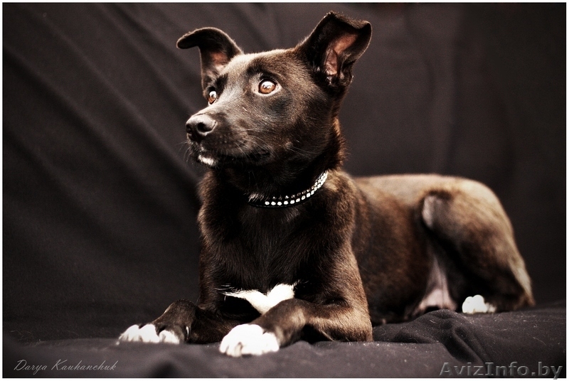 Тайра – молоденькая изящная собачка в дар!  - Изображение #1, Объявление #836534