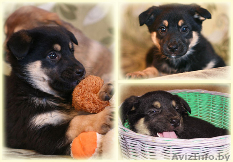 Щенки овчаристого типа в дар! - Изображение #1, Объявление #842558