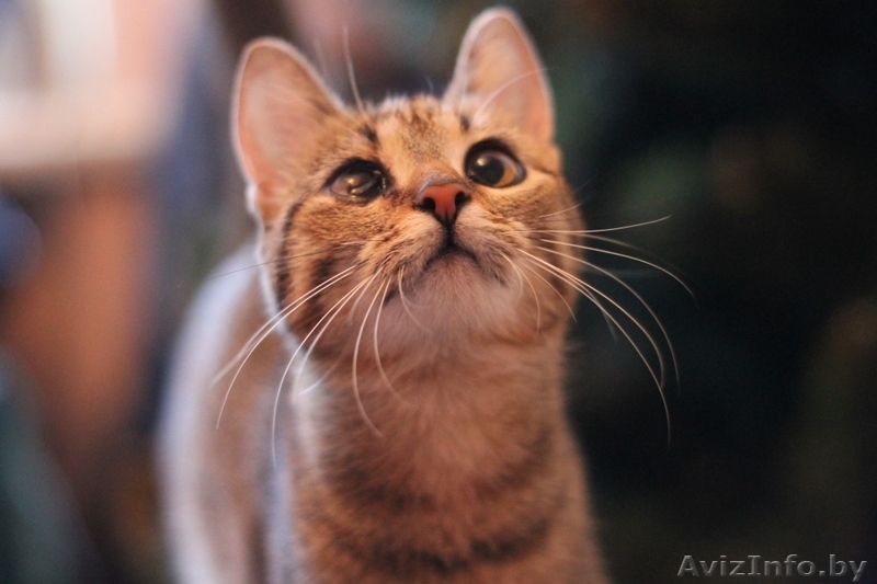 Милана и Василиса - два полосато-нежных ласковых чуда - Изображение #1, Объявление #829783