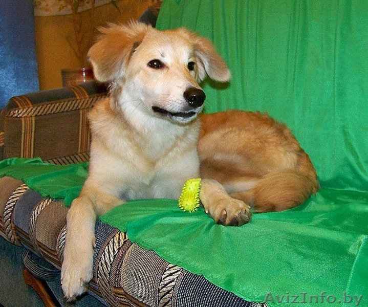 Эльфа – молоденькая собачка. В дар!  - Изображение #2, Объявление #836532