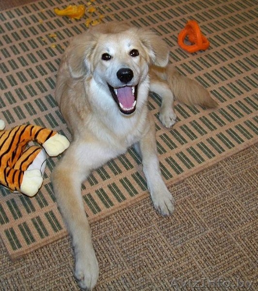 Эльфа – молоденькая собачка. В дар!  - Изображение #3, Объявление #836532