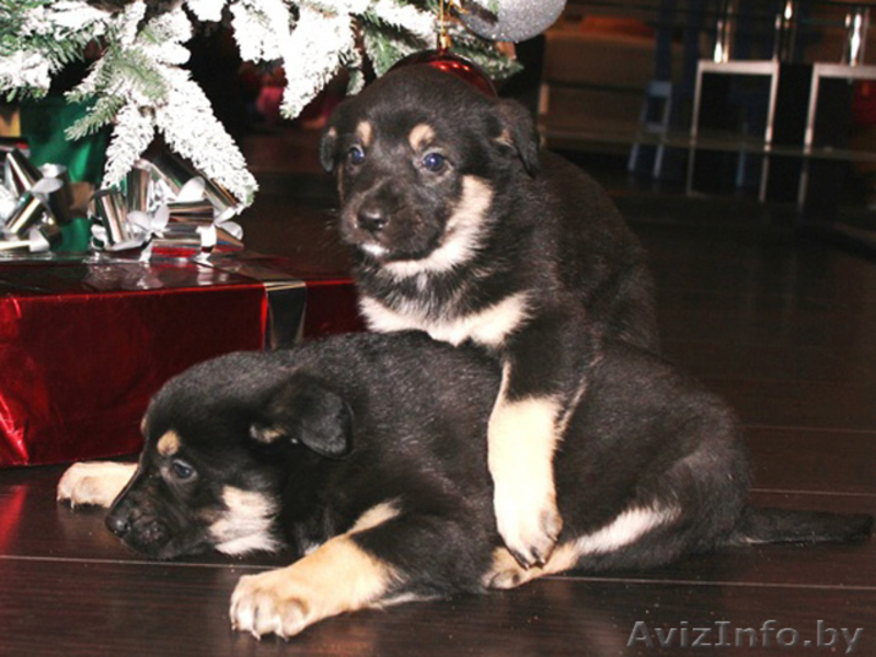 Щенки овчаристого типа в дар! - Изображение #3, Объявление #842558
