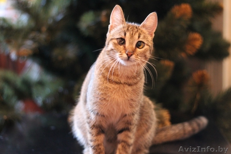 Милана и Василиса - два полосато-нежных ласковых чуда - Изображение #3, Объявление #829783