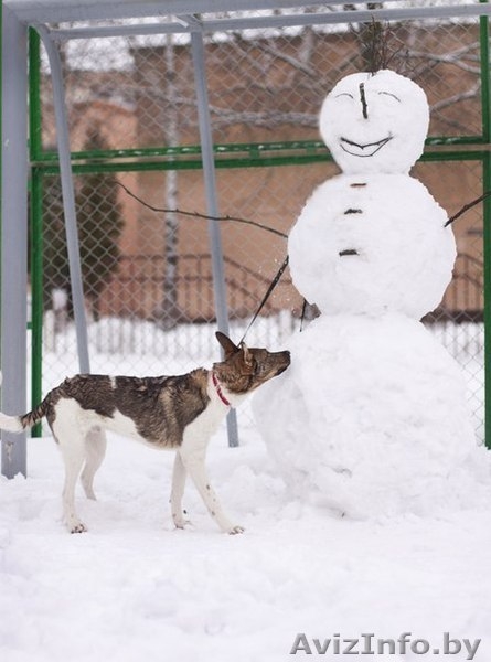 Грациозный и невероятно обаятельный щенок в дар! - Изображение #2, Объявление #843200