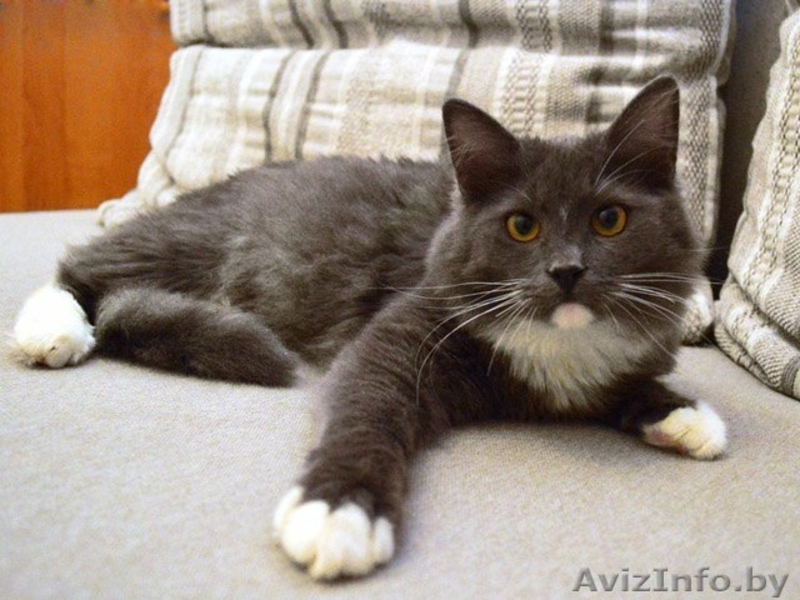 Пушистая  шубка, толстые лапки, круглая мордашка – котёнок в дар! - Изображение #5, Объявление #849750