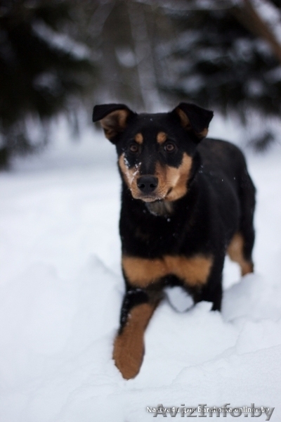  Очаровательная собачка Лана в дар!  - Изображение #4, Объявление #843105