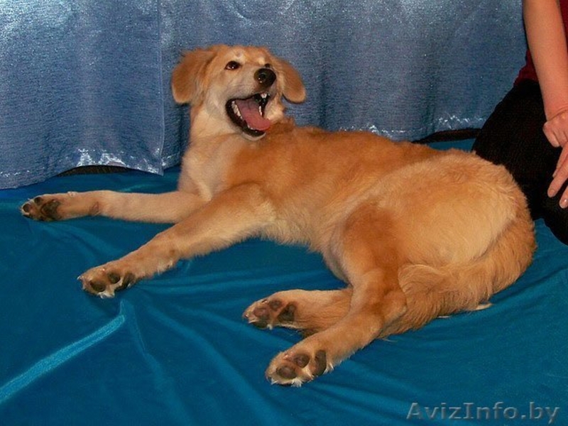 Эльфа – молоденькая собачка. В дар!  - Изображение #4, Объявление #836532