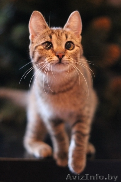 Милана и Василиса - два полосато-нежных ласковых чуда - Изображение #4, Объявление #829783