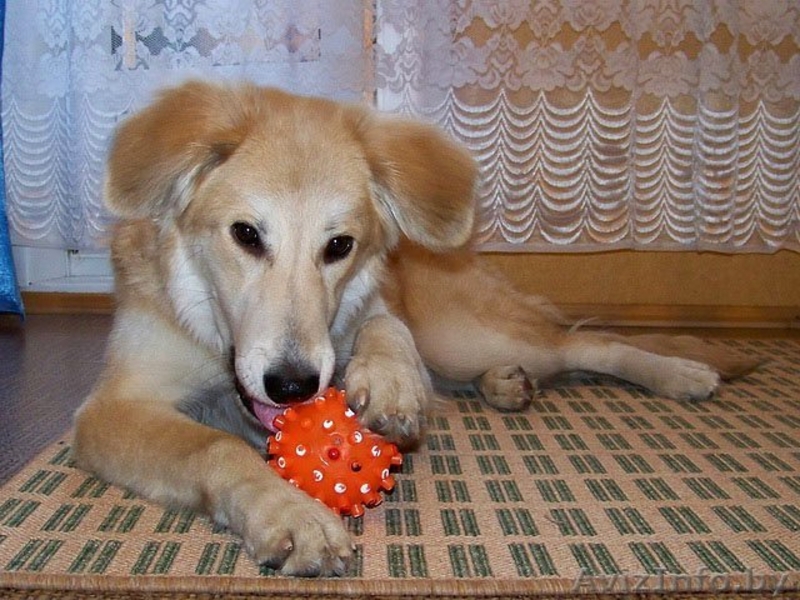 Эльфа – молоденькая собачка. В дар!  - Изображение #5, Объявление #836532