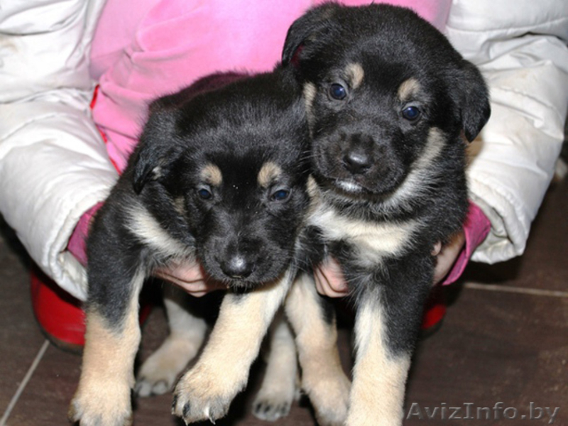 Щенки овчаристого типа в дар! - Изображение #5, Объявление #842558