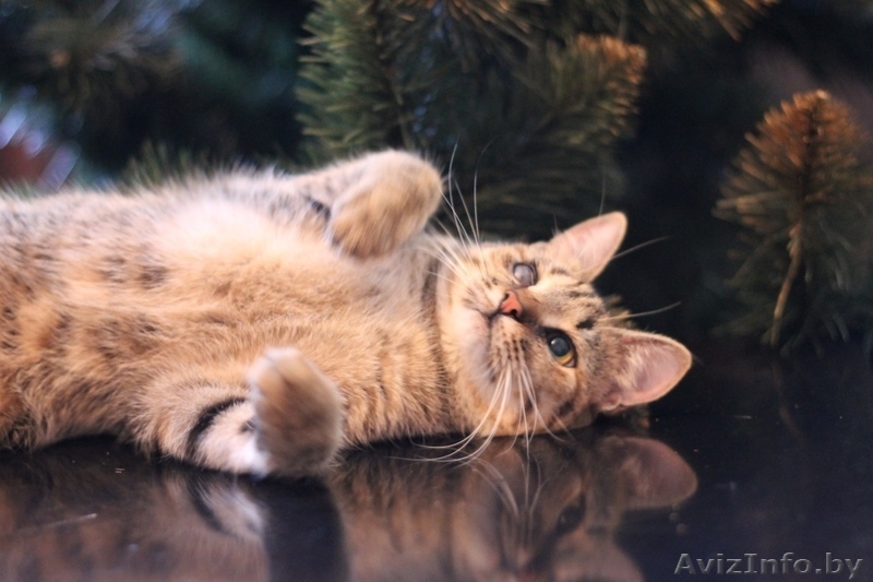 Милана и Василиса - два полосато-нежных ласковых чуда - Изображение #6, Объявление #829783