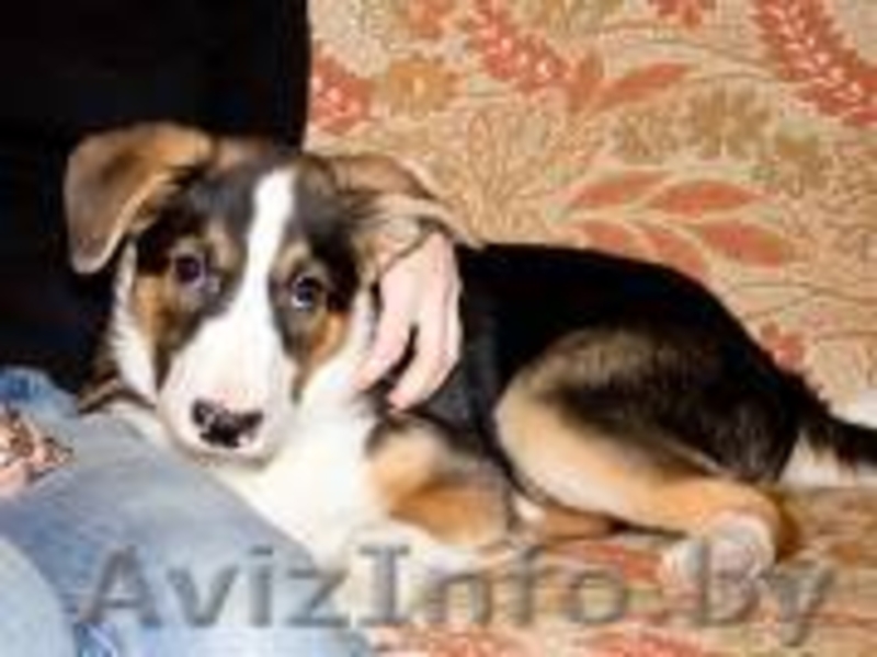 щенок в дар в надежные руки - Изображение #3, Объявление #837570