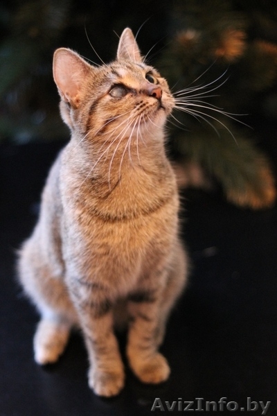 Милана и Василиса - два полосато-нежных ласковых чуда - Изображение #7, Объявление #829783