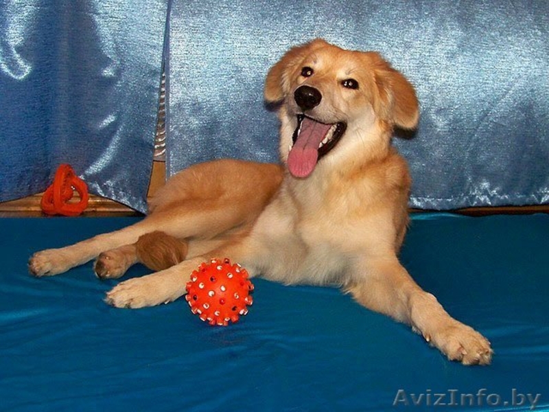 Эльфа – молоденькая собачка. В дар!  - Изображение #7, Объявление #836532