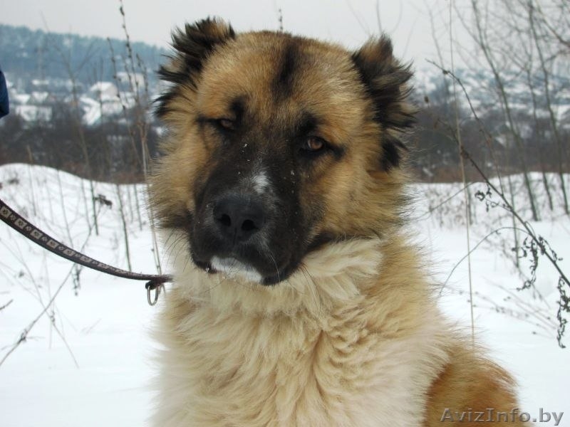 Лорд- замечательная среднеазиатская овчарка в дар!!! - Изображение #1, Объявление #835067