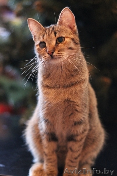 Милана и Василиса - два полосато-нежных ласковых чуда - Изображение #8, Объявление #829783