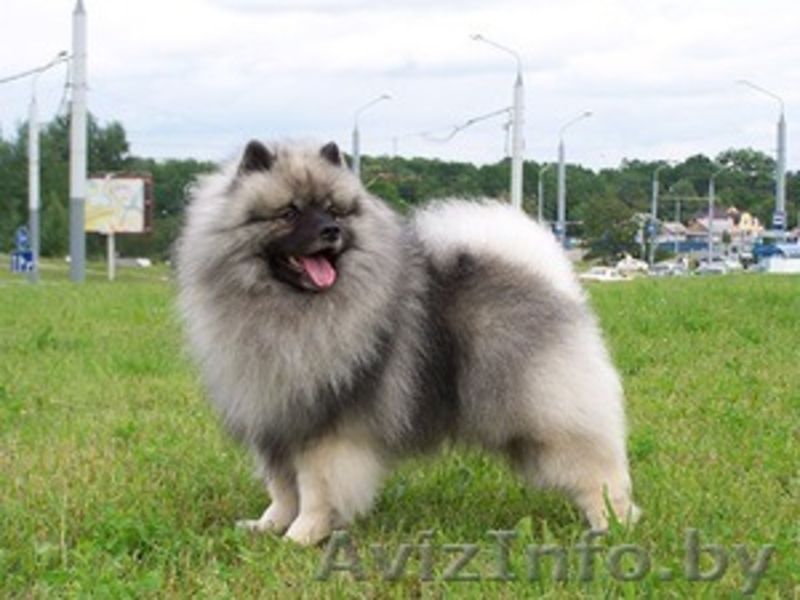Кеесхонд вольфшпиц -щенки - Изображение #6, Объявление #834159