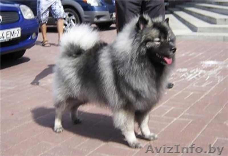 Кеесхонд вольфшпиц -щенки - Изображение #5, Объявление #834159