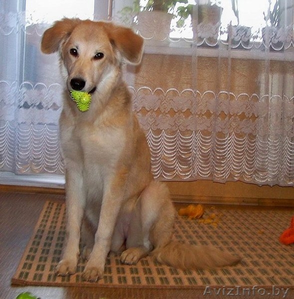 Эльфа – молоденькая собачка. В дар!  - Изображение #8, Объявление #836532