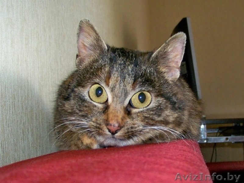 Плюшевая маленькая кошечка - только в добрые и ответственные руки!!! - Изображение #3, Объявление #833602