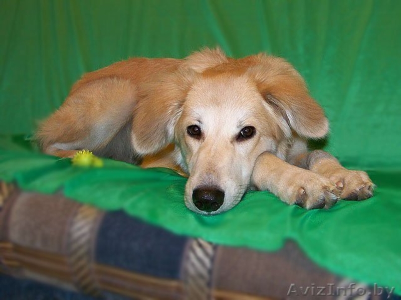 Эльфа – молоденькая собачка. В дар!  - Изображение #9, Объявление #836532